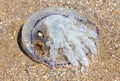 Jellyfish on the seashore. Close-up