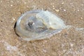 Jellyfish on the seashore. Close-up