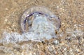 Jellyfish on the seashore. Close-up