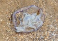 Jellyfish on the seashore. Close-up
