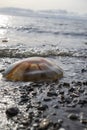jellyfish on the seashore
