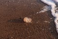 Jellyfish on the seashore. The concept of human impact on the environment. Huge dead jellyfish on the beach. Dead jellyfish on the