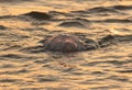 Jellyfish on the seashore at sunset