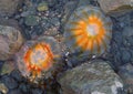 Jellyfish in Seward, Alaska