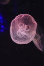 Jellyfish in aquarium