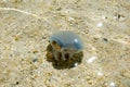 Jellyfish on Shell Beach Royalty Free Stock Photo