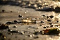 A jellyfish on the shore that is in the midst of many reflections Royalty Free Stock Photo