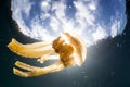 Jellyfish Silhouetted by Sunlight in Indonesia