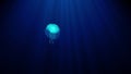 Luminous transparent jellyfish slowly floats deep under water in the rays of light. bioluminescent pattern on the body