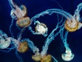 Free-Floating Luminescent Jellyfish at North Carolina Aquarium Royalty Free Stock Photo