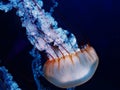 Free-Floating Luminescent Jellyfish at North Carolina Aquarium Royalty Free Stock Photo