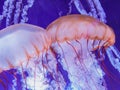 Free-Floating Luminescent Jellyfish at North Carolina Aquarium Royalty Free Stock Photo