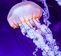 Free-Floating Luminescent Jellyfish at North Carolina Aquarium Royalty Free Stock Photo