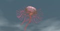 Jellyfish Spanish galley