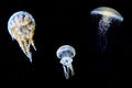 Jellyfish species over black background Royalty Free Stock Photo