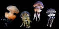 Jellyfish species over black background Royalty Free Stock Photo