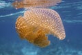 Jellyfish at Surin island Royalty Free Stock Photo