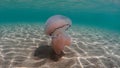 Jellyfish swim and dance underwater in crystal clear sea water, Mediterranean animals and fish, jellyfish in sandy shallow waters Royalty Free Stock Photo