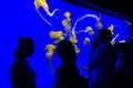 Tourists stop and observe a tank full of jellyfish in an aquarium