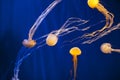 Jellyfish Swimming in a Blue Fish Tank