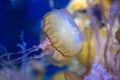 Jellyfish swimming in blue water Royalty Free Stock Photo