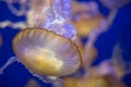 Jellyfish swimming in blue water Royalty Free Stock Photo