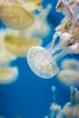 Jellyfish swimming in blue water Royalty Free Stock Photo