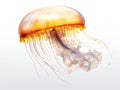 Jellyfish swimming on bright white background Royalty Free Stock Photo