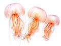 Jellyfish swimming on bright white background Royalty Free Stock Photo
