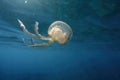 Jellyfish while swimming free in the crystal clear of the coast illuminated by the sun\'s rays underwater while diving in Royalty Free Stock Photo