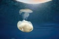 Jellyfish while swimming free in the crystal clear of the coast illuminated by the sun\'s rays underwater while diving in Royalty Free Stock Photo