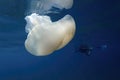 Jellyfish while swimming free in the crystal clear of the coast illuminated by the sun\'s rays underwater while diving in Royalty Free Stock Photo