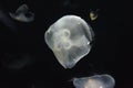Jellyfish swimming inside ocean water