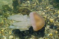 Jellyfish swimming in shallow ocean water near the rocky coast at Brighton le sands beach, Sydney, Australia. Royalty Free Stock Photo