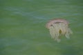 Jellyfish swimming in shallow ocean water near the rocky coast at Brighton le sands beach, Sydney, Australia. Royalty Free Stock Photo