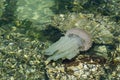 Jellyfish swimming in shallow ocean water near the rocky coast at Brighton le sands beach, Sydney, Australia. Royalty Free Stock Photo