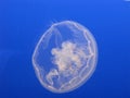 Free Stock Photo 7423 Swimming jellyfish from behind | freeimageslive