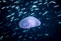 A jellyfish swims in the Red Sea Royalty Free Stock Photo