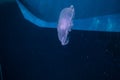 A jellyfish swims in the Red Sea Royalty Free Stock Photo