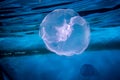 A jellyfish swims in the Red Sea Royalty Free Stock Photo