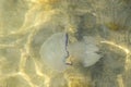 Jellyfish swims in the Sea of Azov. Close-up Royalty Free Stock Photo