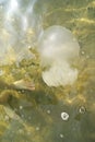 Jellyfish swims in the Sea of Azov. Close-up Royalty Free Stock Photo