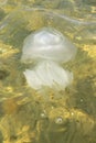 Jellyfish swims in the Sea of Azov. Close-up Royalty Free Stock Photo