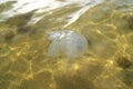 Jellyfish swims in the Sea of Azov. Close-up Royalty Free Stock Photo