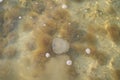 Jellyfish swims in the Sea of Azov. Ripple Water