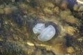 Jellyfish swims underwater. Close-up Royalty Free Stock Photo