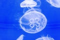 Jellyfish in tank with blacklight