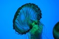 Jellyfish Tennessee Aquarium Gatlinburg Swimming Royalty Free Stock Photo