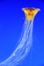 Jellyfish Royalty Free Stock Photo