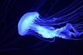 Jellyfish Under Blacklight